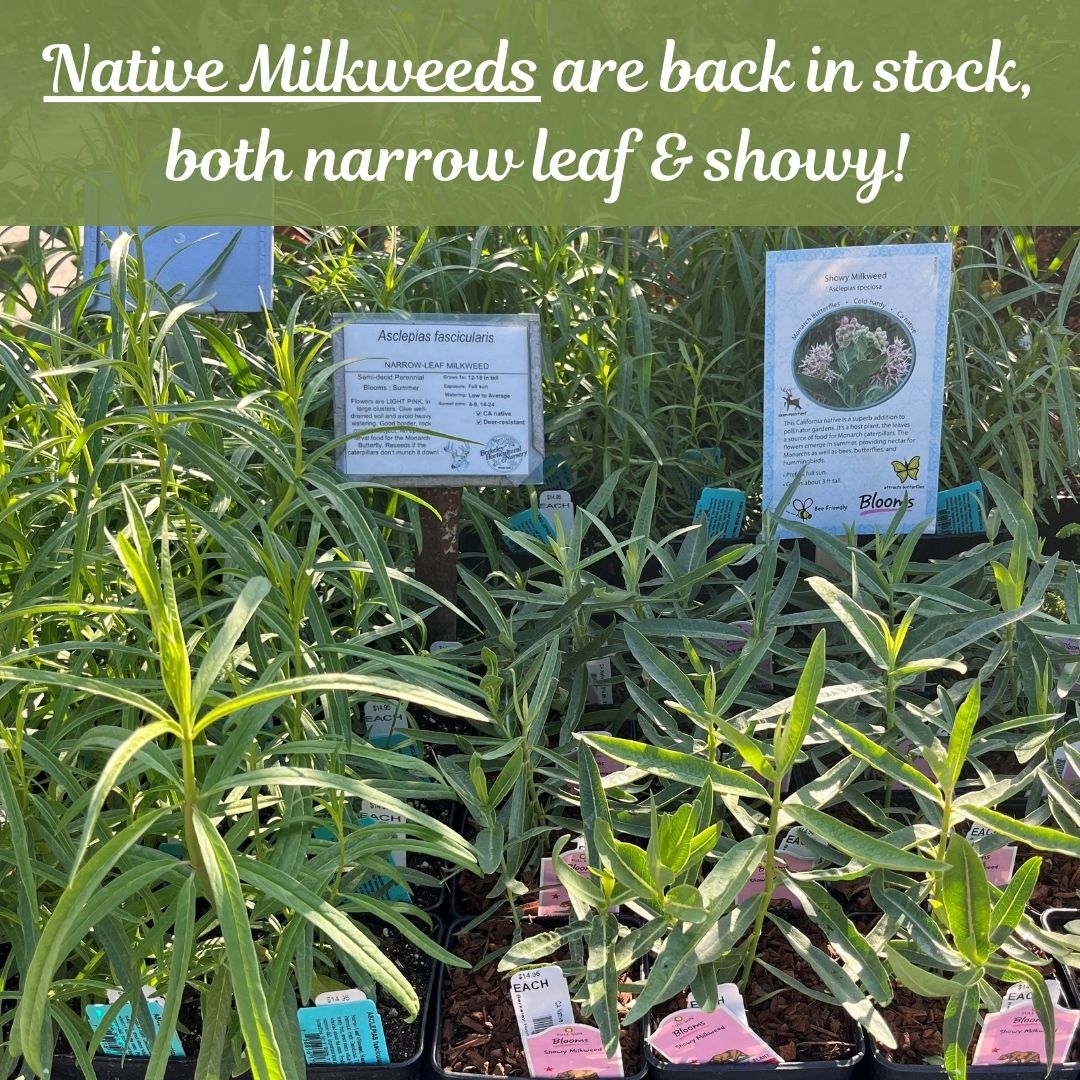 🦋Hurray, we received native milkweeds yesterday, just in time for our 25% off Natives sale, which runs through the weekend. Come grab some snacks for your monarch butterfly friends!🦋