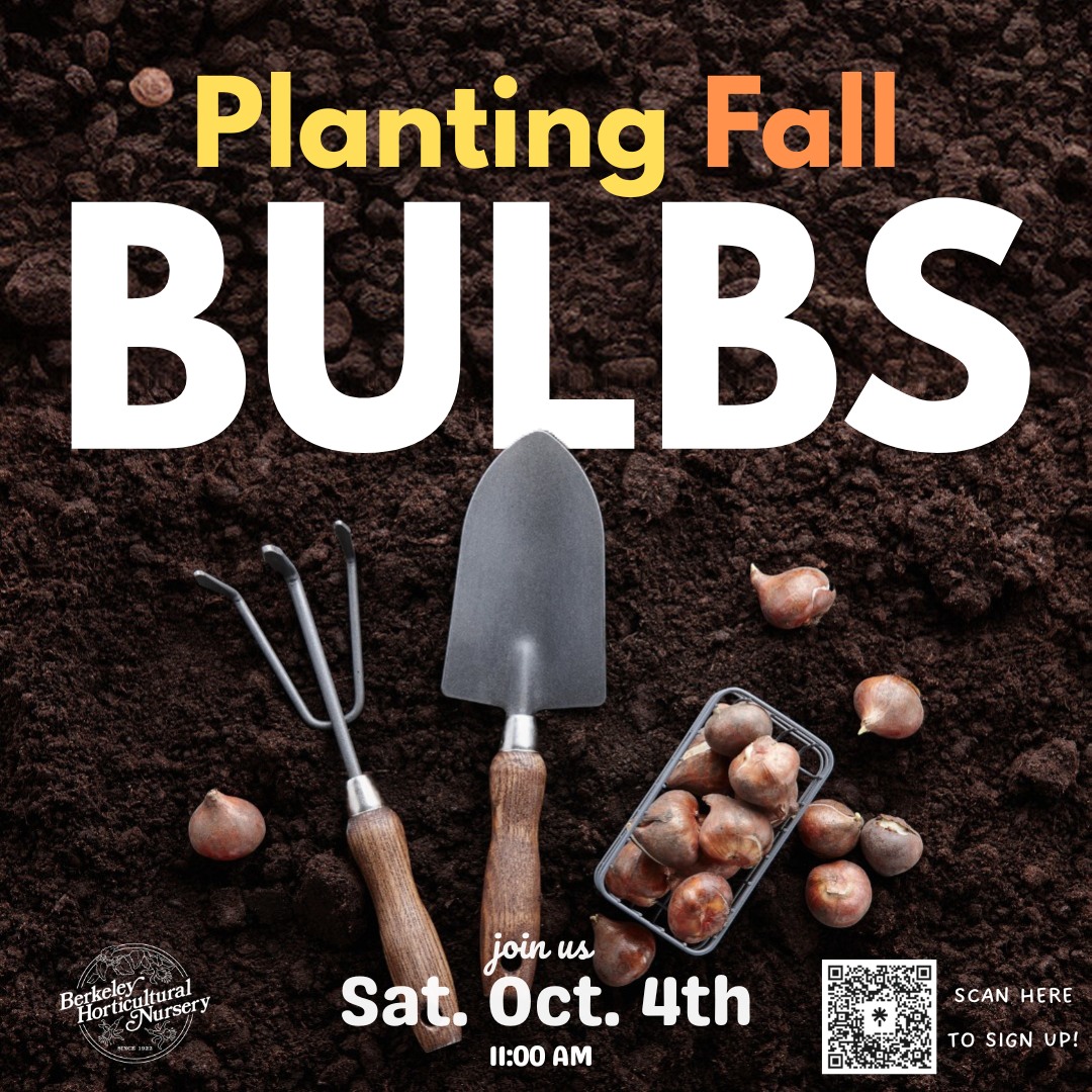 Free Class!  Learn how to plant a Spring-blooming bulb garden: what to plant outside, what you can force indoors and how to combine bulbs with other annuals and perennials in pots.  Sign-ups linked through the QR code or our website, hope to see you there!
#berkeleyhorticulturalnursery #berkeleyhort #bayareaplantshop #freeclass #plantbulbs