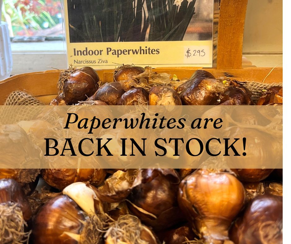 Thanks for your patience. Ziva Paperwhite bulbs are now back in stock. Find them in the store. See you soon!
 #berkeleyhorticulturalnursery #berkeleyhort #berkeleyhorticultural #plantlife