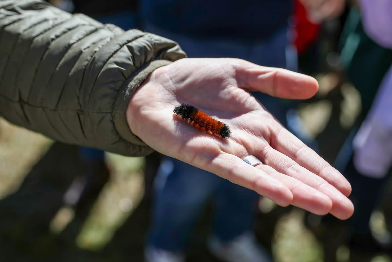 Worm in the Wild! What's the earliest time of year you've spotted a woolly worm??
#WormInTheWild #WoollyWorm #WWF26