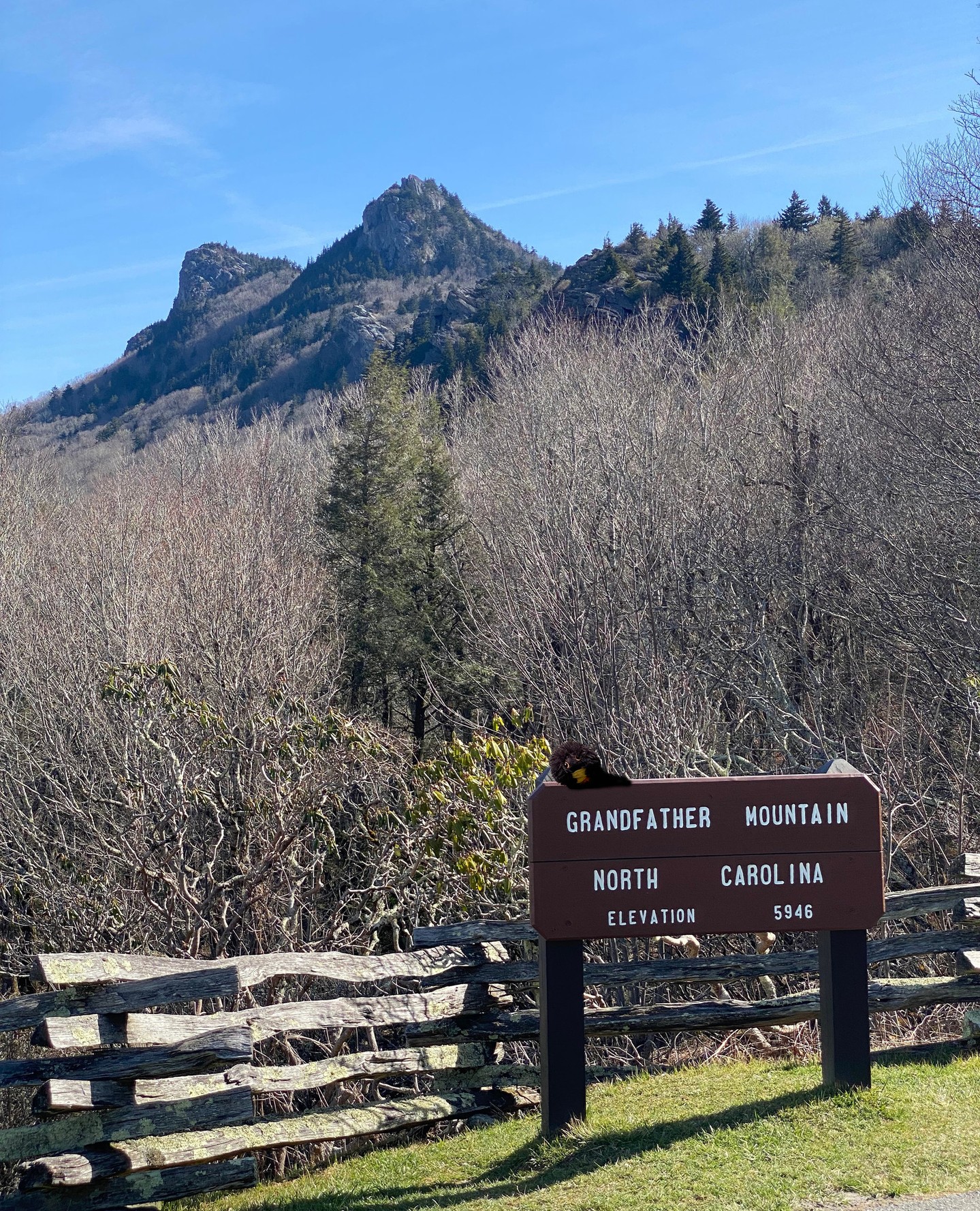 Paid a visit to our friends at Grandfather Mountain this week! @grandfathermtn ❤️
Stopped by the Mile High Swinging Bridge, hung with my bestie Mildred, then made a seasonal check-in with the worm doctor, spring checkup complete, and we’re looking good!
Fresh air, good views, and plenty to wander through this time of year.