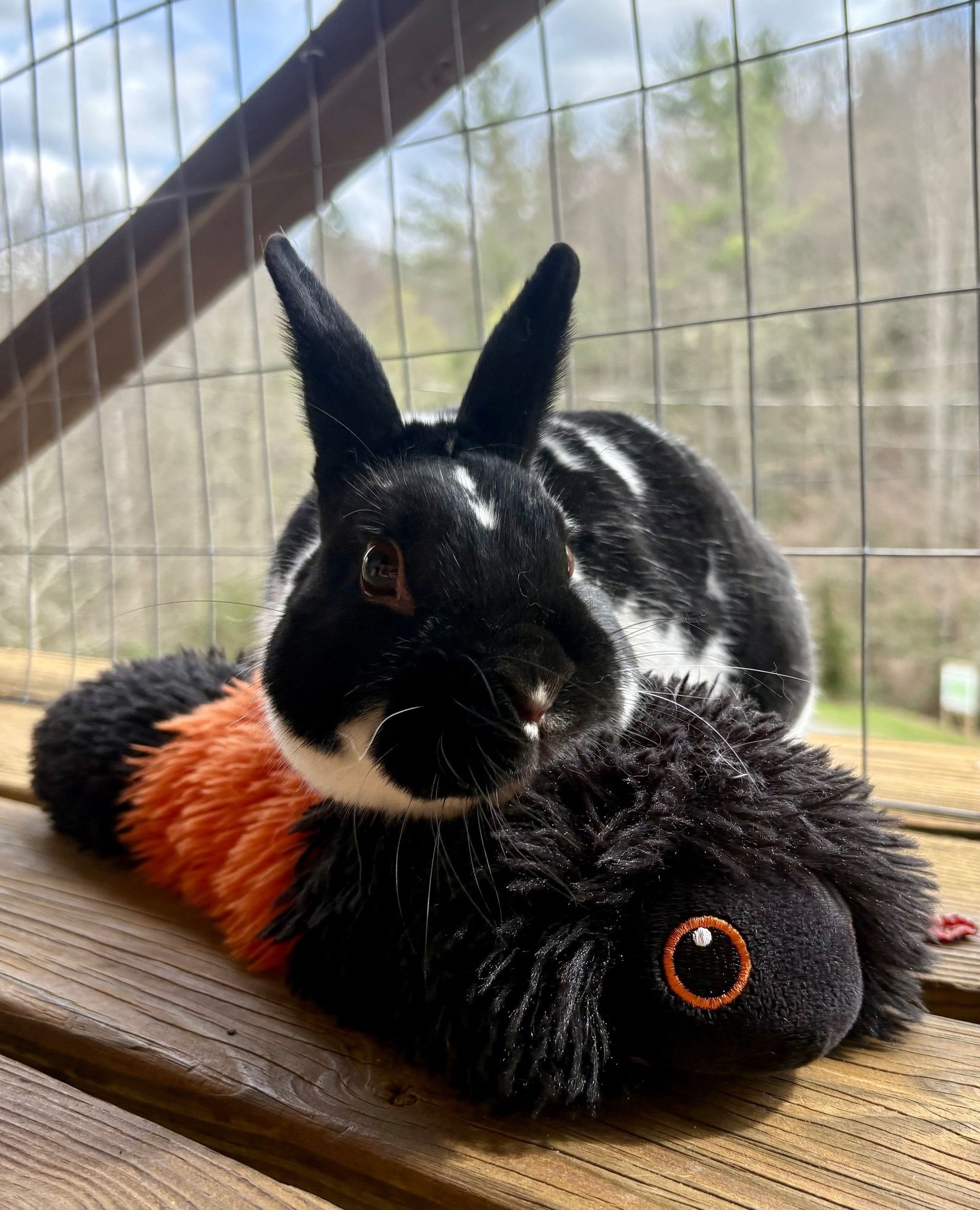 Happy Easter Weekend from the Woolly Worm Festival!